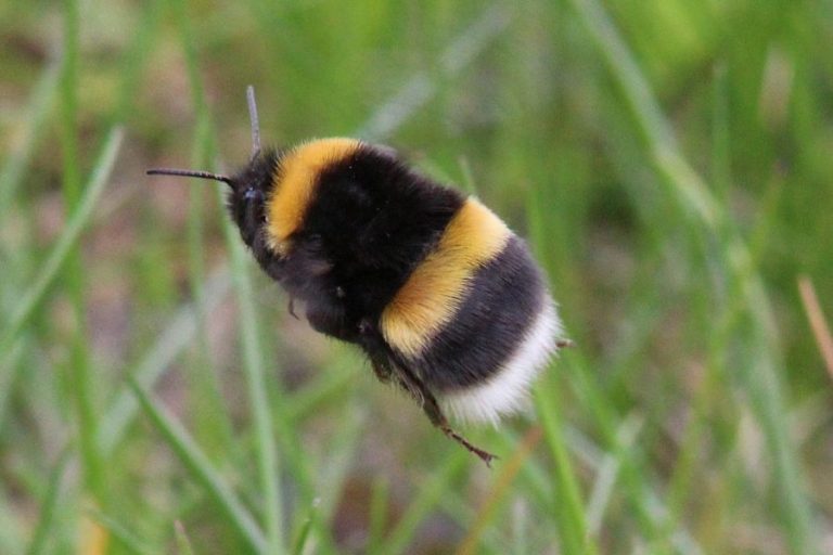 Der Mythos um die Hummel Don